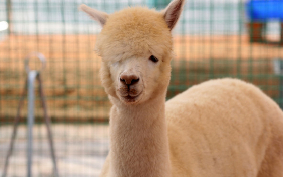 澳大利亚Bambi感受羊驼带给你的温暖