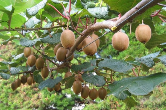 特产水果-新西兰-陶朗加