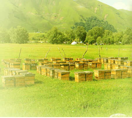 TanzAlpine Honey原材料基地