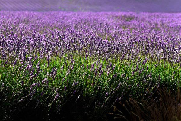 塔斯马尼亚薰衣草农场