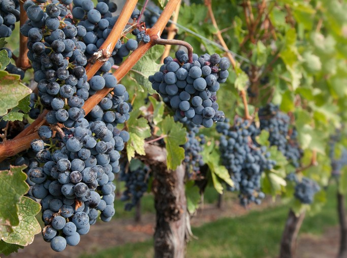 葡萄-英国-伍斯特