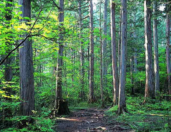 长野县木曾山的桧林号称日本三大美林之一-日本-长野县 长野县木曾山的桧林号称日本三大美林之一-日本-长野县