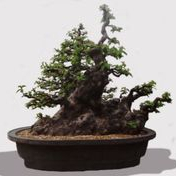 Bonsai village
