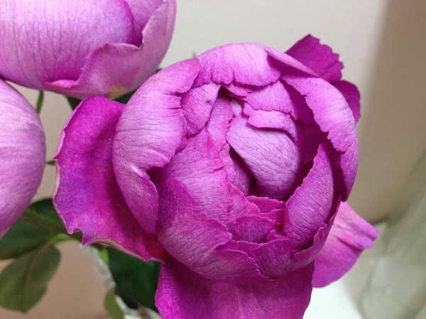 花卉-日本-爱知县 花卉-日本-爱知县