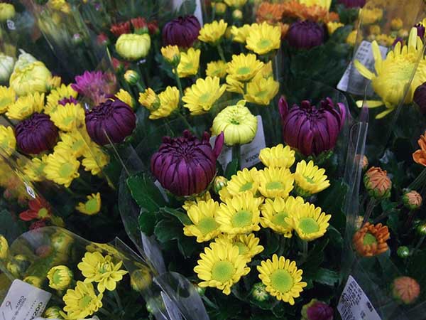 电照菊-日本-爱知县 电照菊-日本-爱知县