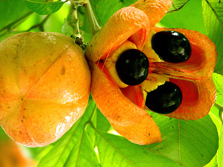 ackee-美国-波特兰 ackee-美国-波特兰