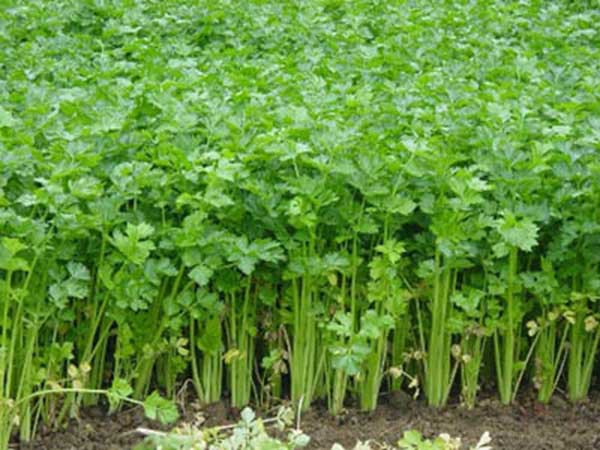 荷兰香芹-荷兰-鹿特丹 荷兰香芹-荷兰-鹿特丹