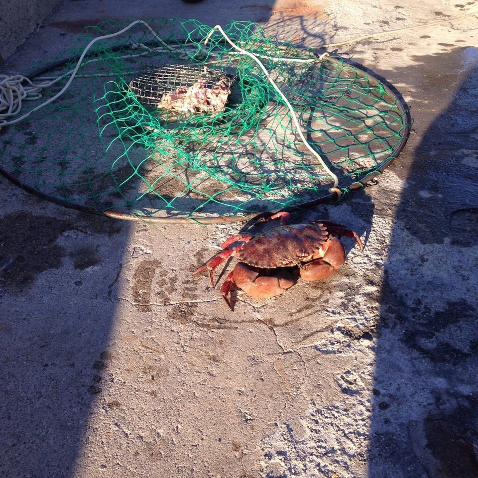 螃蟹-美国-芝加哥 螃蟹-美国-芝加哥