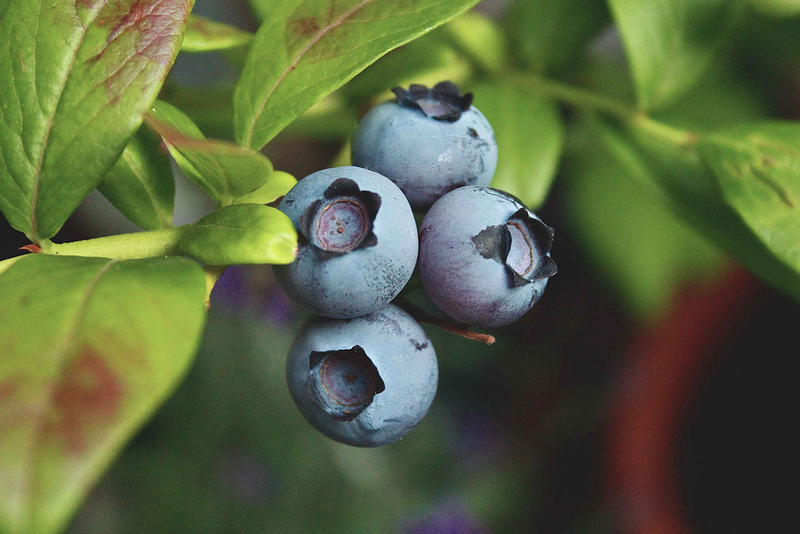 蓝莓-美国-菲尼克斯 蓝莓-美国-菲尼克斯