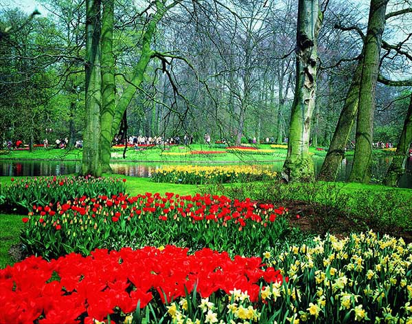 郁金香-荷兰-乌特勒支 郁金香-荷兰-乌特勒支