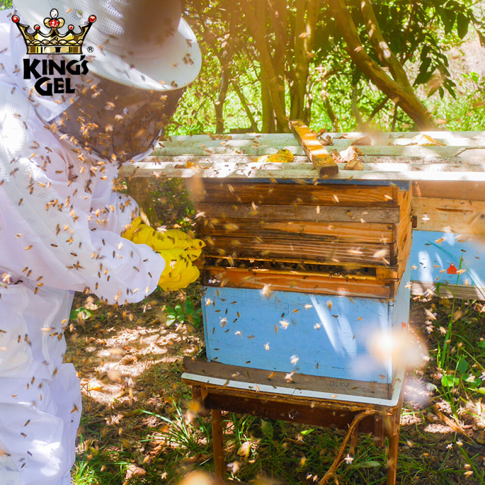 全球购KingsGel皇冠巴西绿蜂胶软胶囊120粒调节血糖防三高增强免疫力原装进口祖母绿单瓶装