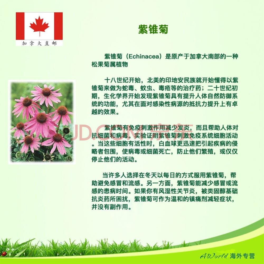 【加拿大直邮】Jamieson健美生天然草药紫锥菊精华胶囊4000mg*60粒预防流感