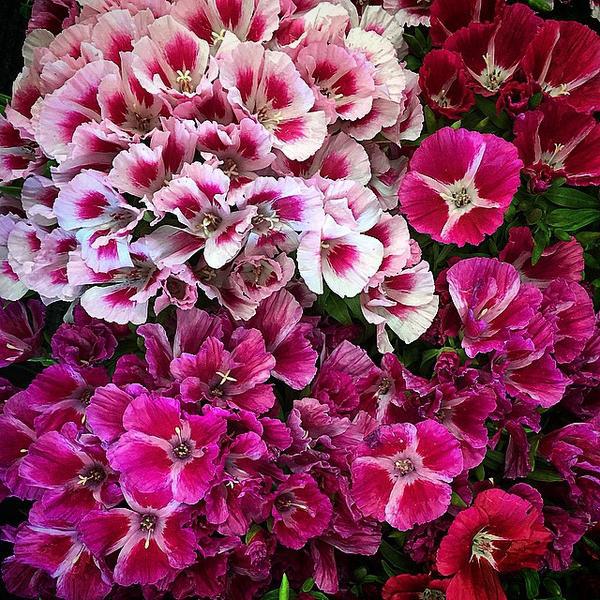 Photo taken at Trader Joe's by Louise M. on 4/14/2015