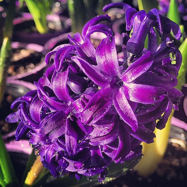 Photo taken at Trader Joe's by Louise M. on 3/31/2015