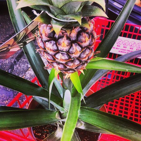 Photo taken at Trader Joe's by Alex on 5/24/2013-马萨诸塞州李约瑟高地大道958 Photo taken at Trader Joe's by Alex on 5/24/2013