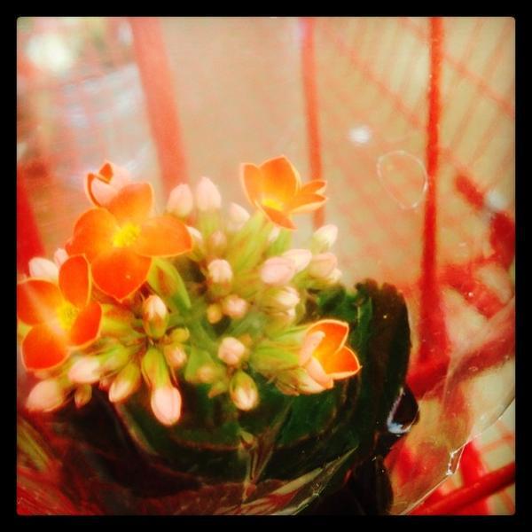 Photo taken at Trader Joe's by El R. on 6/22/2014