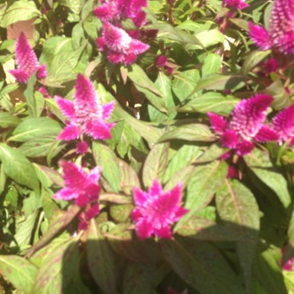 Photo taken at Trader Joe's by Lisa D. on 6/9/2012-美国俄亥俄州西湖市场街175 Photo taken at Trader Joe's by Lisa D. on 6/9/2012