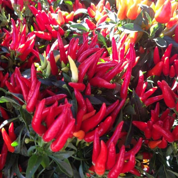 Photo taken at Trader Joe's by Yxes -亚利桑那 格兰岱尔0西钟路772(第75大街) Photo taken at Trader Joe's by Yxes