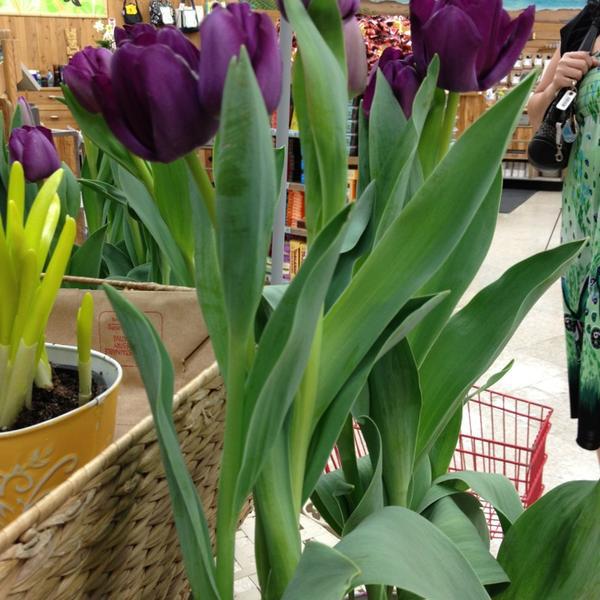 Photo taken at Trader Joe's by Michelle R. on 3/29/2013