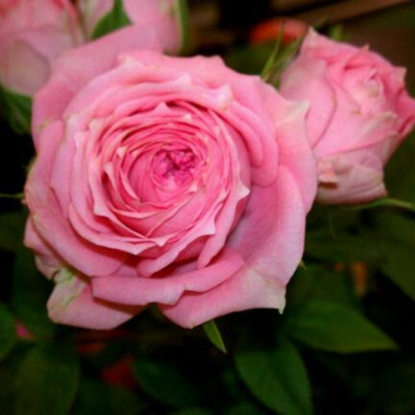 Photo taken at Whole Foods Market by Rodney W. on 5/10/2012-德克萨斯州阿灵顿拉马尔大道801号 Photo taken at Whole Foods Market by Rodney W. on 5/10/2012