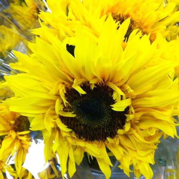 Photo taken at Trader Joe's by Emily T. on 9/30/2012