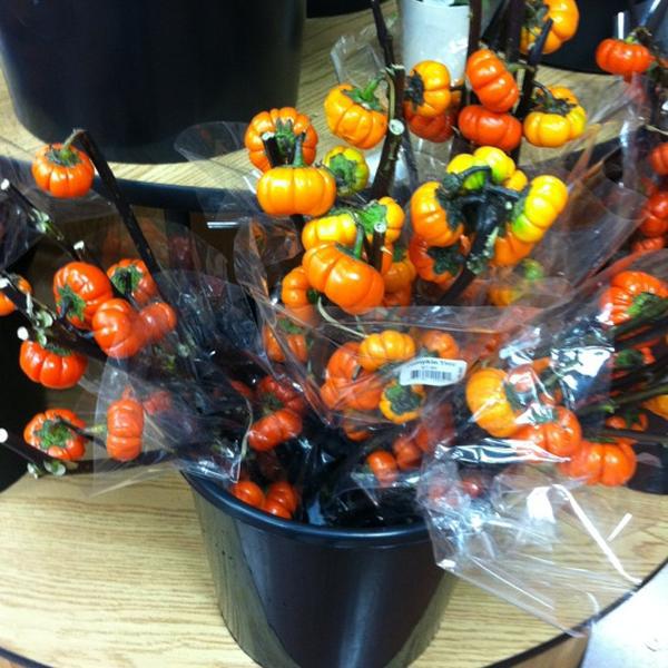 Photo taken at Trader Joe's by Morgan M. on 10/19/2012-美国伊利诺斯州内珀维尔华盛顿街44 Photo taken at Trader Joe's by Morgan M. on 10/19/2012