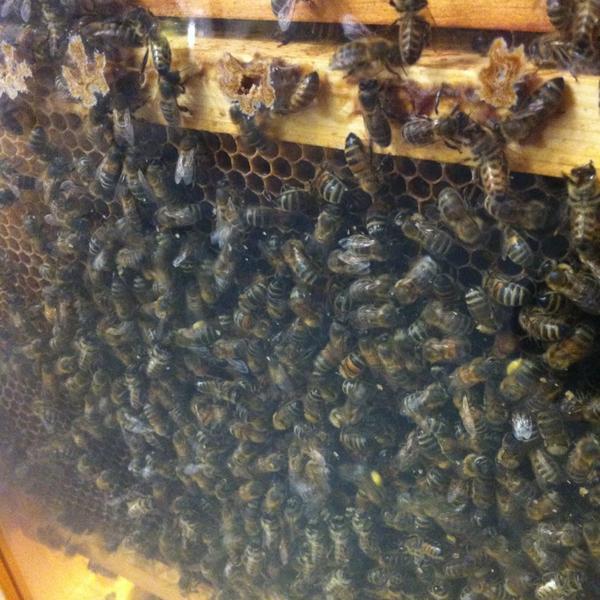 Photo taken at Whole Foods Market by Tiffany on 9/20/2013-美国南卡罗来纳州芒特普莱森特杜琪峰兹大道923 Photo taken at Whole Foods Market by Tiffany on 9/20/2013