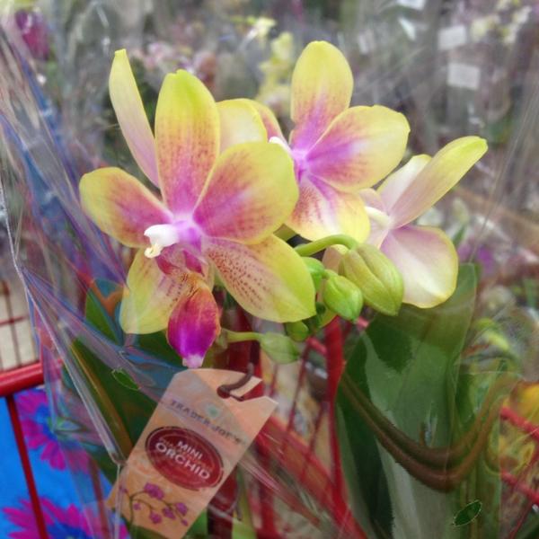 Photo taken at Trader Joe's by Duyen F. on 12/24/2013