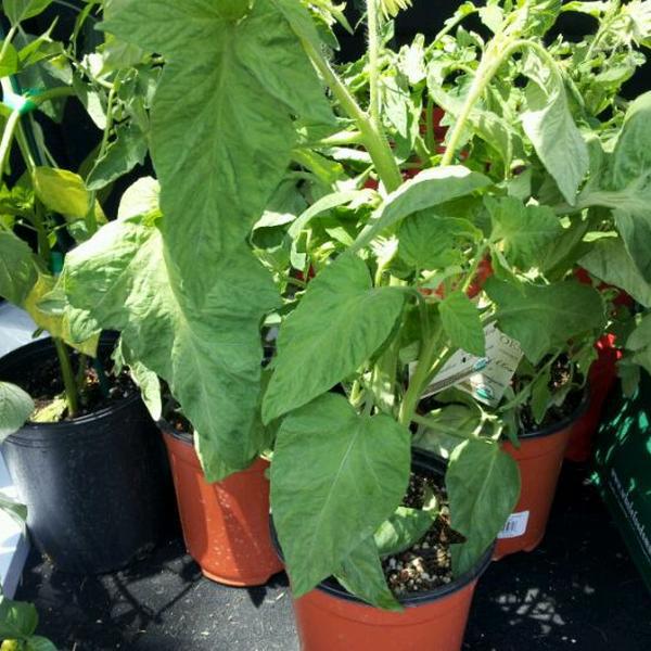 Photo taken at Whole Foods Market by Felicia G. on 5/26/2012