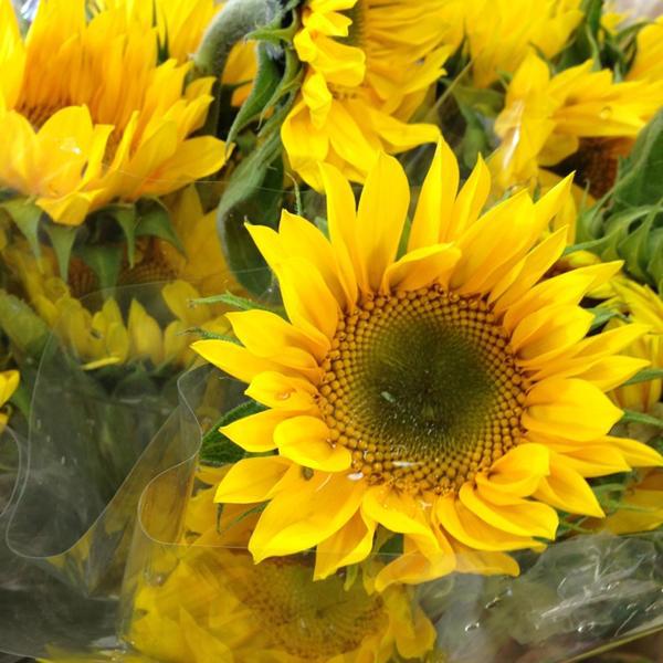 Photo taken at Trader Joe's by Gary M. on 1/14/2013-美国阿利桑那州图森格兰特路东4766 Photo taken at Trader Joe's by Gary M. on 1/14/2013