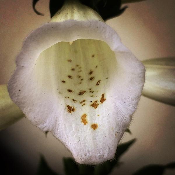 Photo taken at Trader Joe's by Willard S. on 3/15/2015-美国加利福尼亚州雷东多海滩埃琳娜大道南1761 Photo taken at Trader Joe's by Willard S. on 3/15/2015