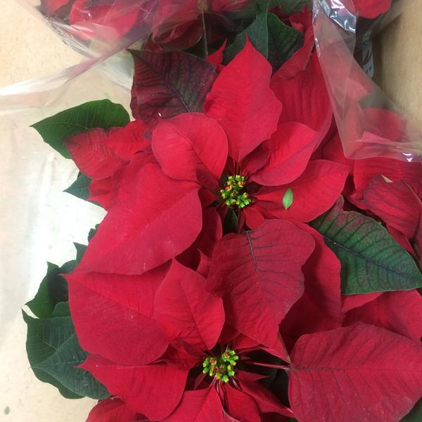 Photo taken at Trader Joe's by Jacki P. on 12/10/2014