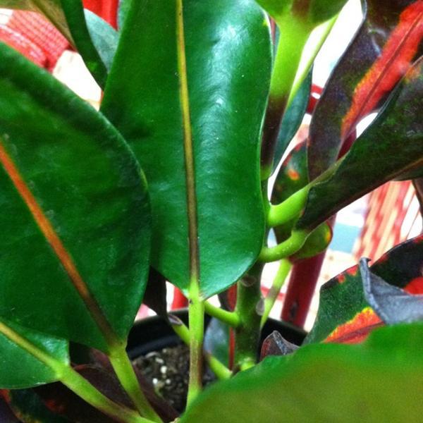 Photo taken at Trader Joe's by Michelle M. on 10/27/2012