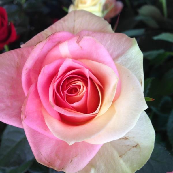 Photo taken at Trader Joe's by Gary M. on 3/17/2013-美国阿利桑那州图森威尔莫特路北1101 Photo taken at Trader Joe's by Gary M. on 3/17/2013