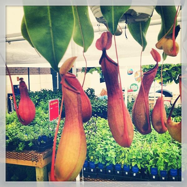 Photo taken at Whole Foods Market by Tricia L. on 5/21/2013