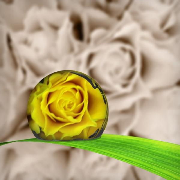 Photo taken at Trader Joe's by Elle B. on 3/16/2013-美国弗吉尼亚州莱斯顿拜伦卡梅隆大道11985 Photo taken at Trader Joe's by Elle B. on 3/16/2013