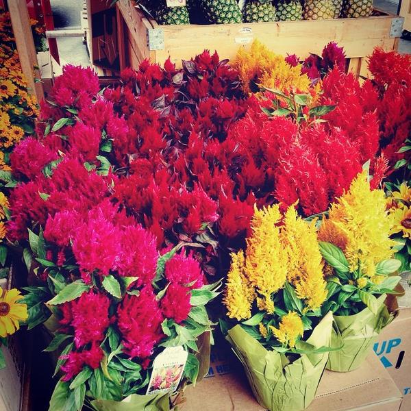 Photo taken at Trader Joe's by Claudia D. on 9/30/2014