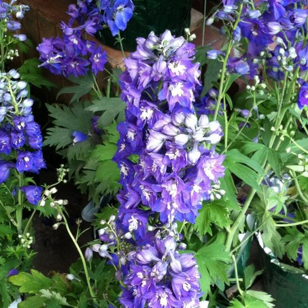 Photo taken at Trader Joe's by Hiten V. on 5/26/2012