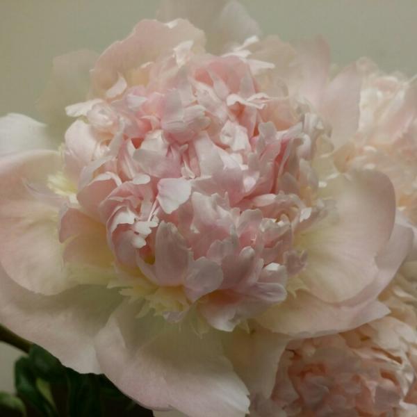 Photo taken at Trader Joe's by Gloria Z. on 6/24/2014