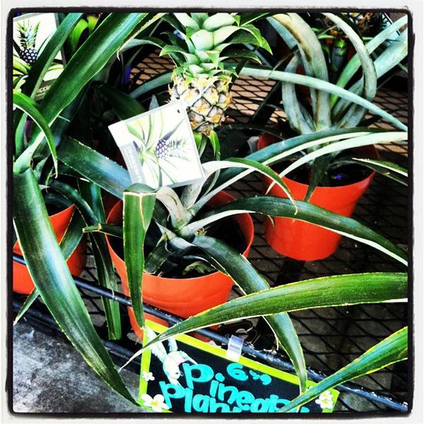 Photo taken at Trader Joe's by gno m. on 6/4/2013-美国加利福尼亚州长滩太平洋海岸高速公路东6451 Photo taken at Trader Joe's by gno m. on 6/4/2013