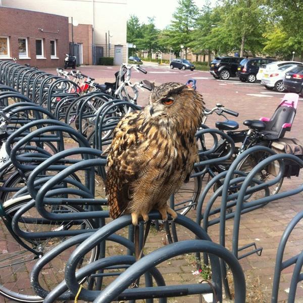 Photo taken at Albert Heijn by Lilian J. on 9/5/2012-荷兰北布拉班特省维荷芬小镇五月场8号 Photo taken at Albert Heijn by Lilian J. on 9/5/2012