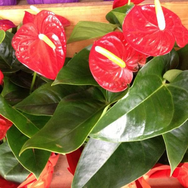 Photo taken at Trader Joe's by Kristy C. on 11/29/2012