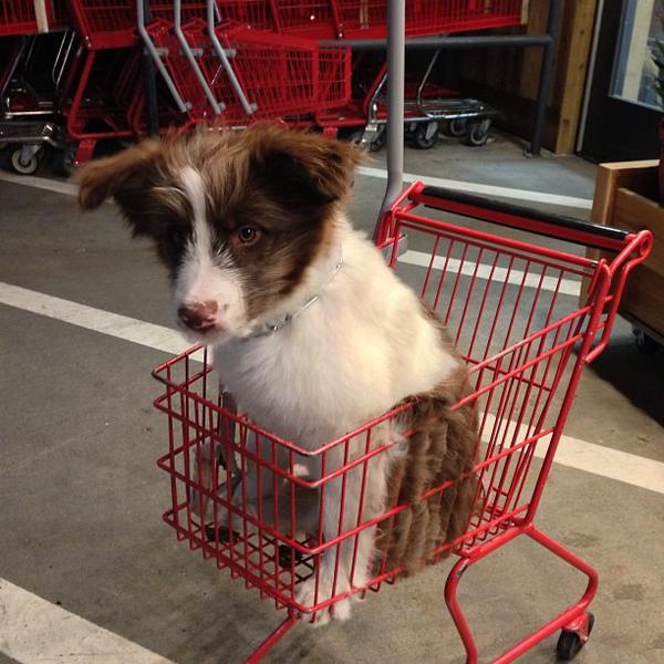 Photo taken at Trader Joe's by James A. on 12/15/2012-美国加利福尼亚州旧金山湾街401 Photo taken at Trader Joe's by James A. on 12/15/2012