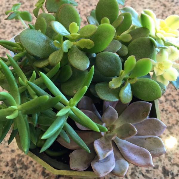 Photo taken at Trader Joe's by Karen I. on 1/20/2015