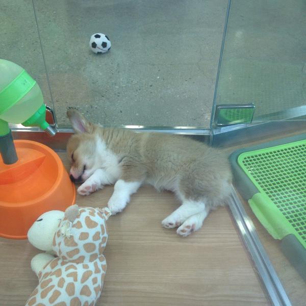 韩国的土特产有哪些易买得이마트 / E-Mart图片库 韩国的土特产有哪些易买得이마트 / E-Mart图片库