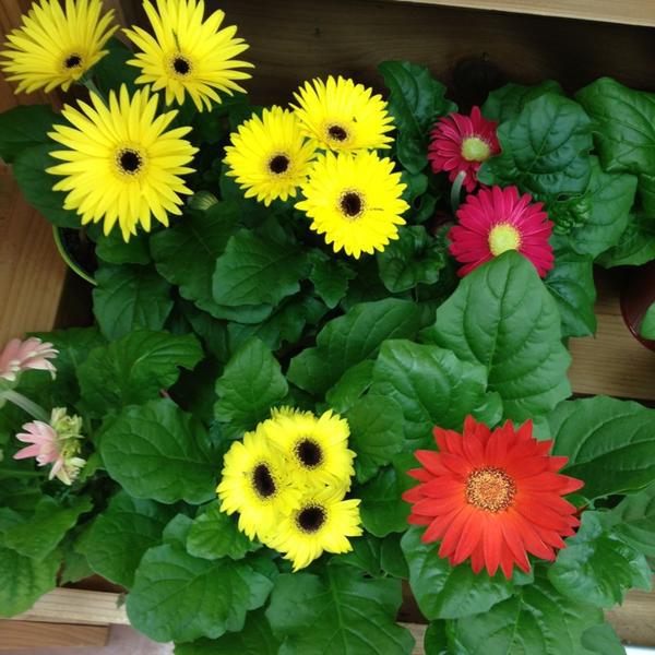 Photo taken at Trader Joe's by Jordan S. on 9/1/2013-南卡莱罗纳州哥伦比亚市森林路4516号 Photo taken at Trader Joe's by Jordan S. on 9/1/2013