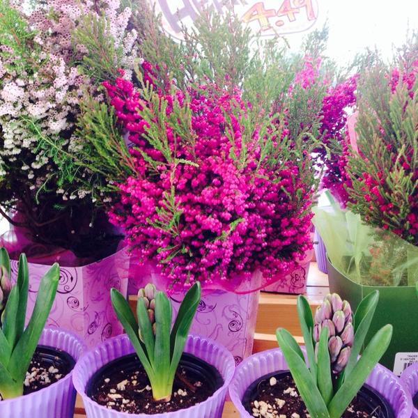 Photo taken at Trader Joe's by Galen D. on 3/23/2014-美国阿利桑那州凤凰城乳木果大道东4726 Photo taken at Trader Joe's by Galen D. on 3/23/2014