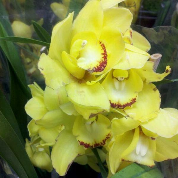 Photo taken at Trader Joe's by Princess Tigerlily on 3/12/2012