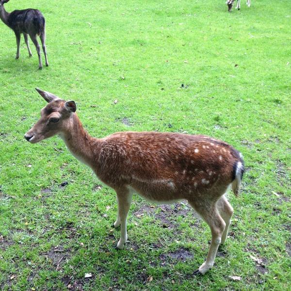 Photo taken at Beeckestijn by Frossja D. on 6/28/2013-荷兰北荷兰省费尔森瑞杰克斯路134号 Photo taken at Beeckestijn by Frossja D. on 6/28/2013