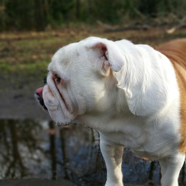 Photo taken at Beeckestijn by Marise d. on 1/24/2015-荷兰北荷兰省费尔森瑞杰克斯路134号 Photo taken at Beeckestijn by Marise d. on 1/24/2015